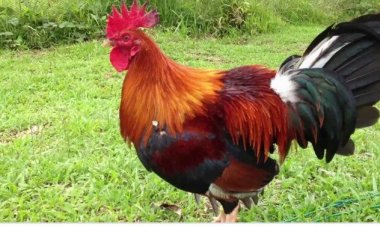 Kenya: Abajura mbere yo kwiba babanza gusaba ko batekerwa inkoko