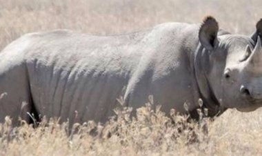 Kugirango wite izina ryawe inyamaswa uzajya utanga Miliyoni 5