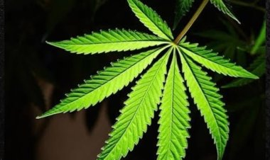 Yakatiwe gufungwa imyaka 92 azira guhinga urumogi ndetse no gucuruza Kanyanga