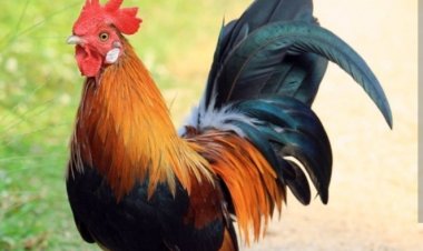 Inkoko iraribwa n'umuntu watse inguzanyo muri Bank