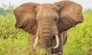 Umudepite yabajije Leta igihe izashyiraho gahunda yokuboneza urubyaro ku Nzovu