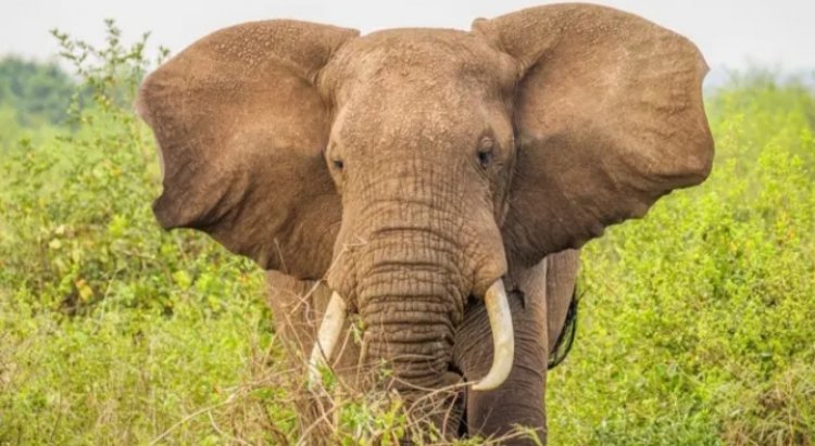 Umudepite yabajije Leta igihe izashyiraho gahunda yokuboneza urubyaro ku Nzovu