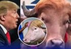 Ikimasa gisa na Trump gikomeje kurikoroza